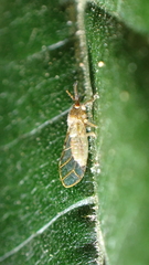Homotomidae