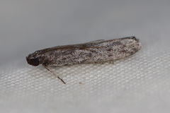 Homoeosoma vagella