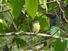 Phyllomyias griseiceps