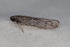 Homoeosoma vagella