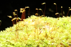 Sematophyllum subhumile
