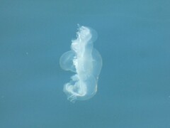 Phacellophora camtschatica