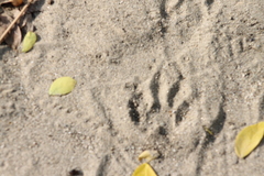 Procyon lotor insularis