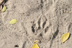 Procyon lotor insularis