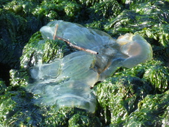 Phacellophora camtschatica