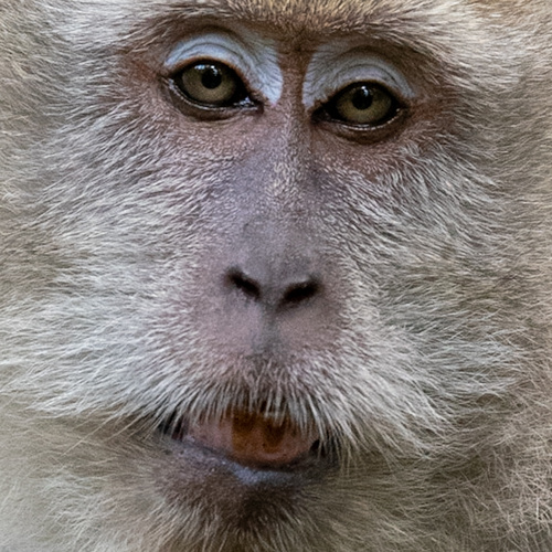 Long-tailed Macaque