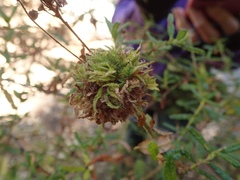 Asphondylia ceanothi