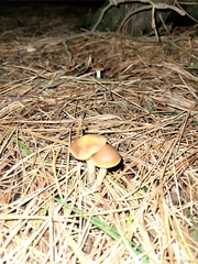 Psilocybe subaeruginosa