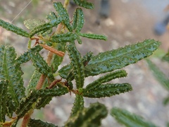 Asphondylia ceanothi