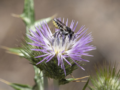 Megachile canariensis