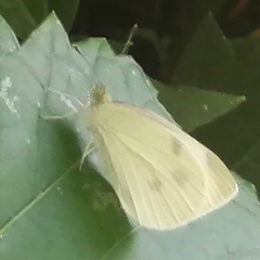 Pieris rapae