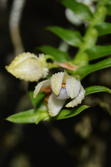 Dichaea squarrosa