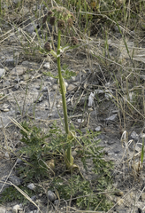 Cnidium cnidiifolium