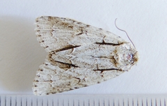 Acronicta laetifica