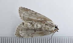 Acronicta laetifica