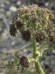 Cnidium cnidiifolium
