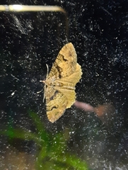Xanthorhoe rupicola