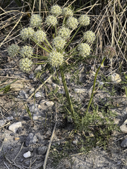 Cnidium cnidiifolium