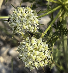 Cnidium cnidiifolium