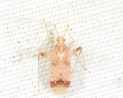 Phytocoris depictus