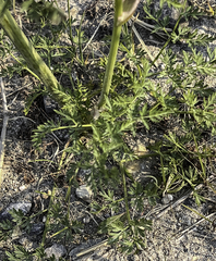 Cnidium cnidiifolium