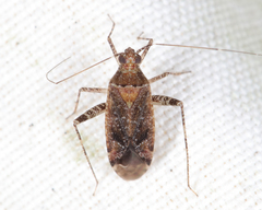 Phytocoris neglectus