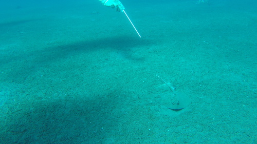 Neotrygon orientale