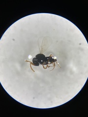 Trissolcus japonicus