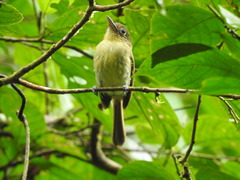 Rhynchocyclus olivaceus