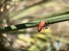 Oncopeltus fasciatus