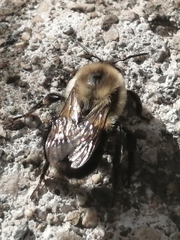 Bombus impatiens
