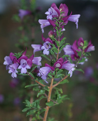 Prostanthera magnifica