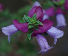 Prostanthera magnifica