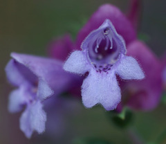 Prostanthera magnifica