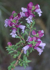 Prostanthera magnifica