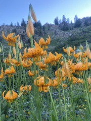 Lilium pardalinum wigginsii
