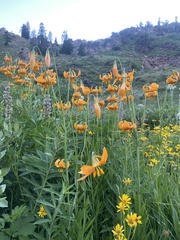 Lilium pardalinum wigginsii