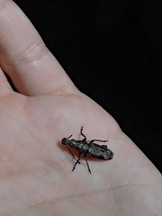Ptychoderes nebulosus