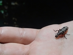 Ptychoderes nebulosus