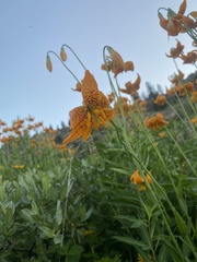Lilium pardalinum wigginsii