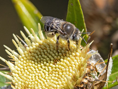 Tetraloniella hohmanni