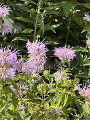 Papilio polyxenes