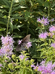 Papilio polyxenes