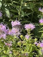 Papilio polyxenes
