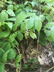 Spiranthes lacera lacera