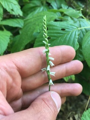 Spiranthes lacera lacera