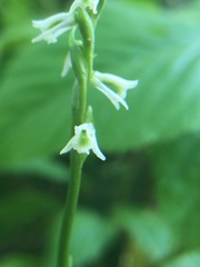 Spiranthes lacera lacera