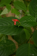 Ruellia macrophylla