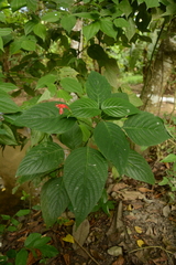 Ruellia macrophylla
