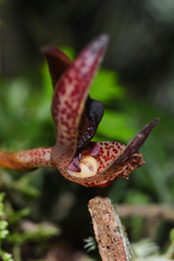 Maxillaria meleagris